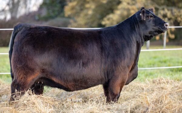 Hembras PP - Lote 12