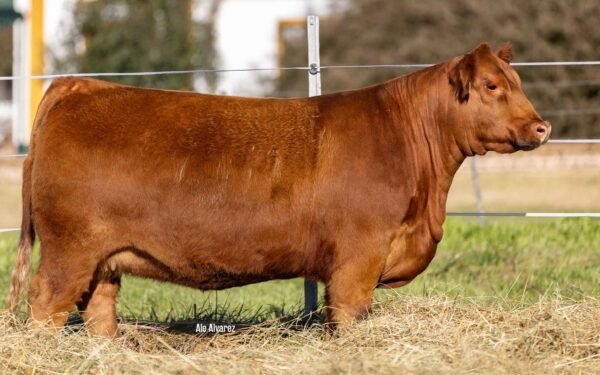Hembras PP - Lote 15