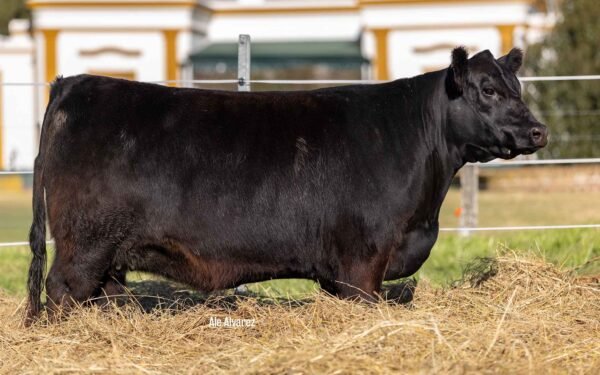 Hembras PP - Lote 13