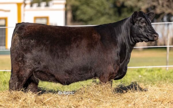 Hembras PP - Lote 14