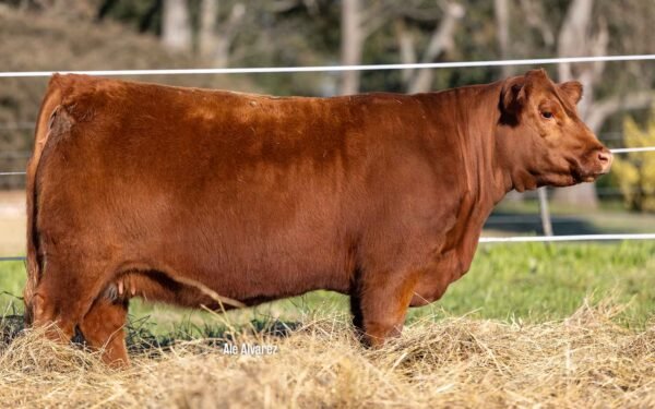 Hembras PP - Lote 16