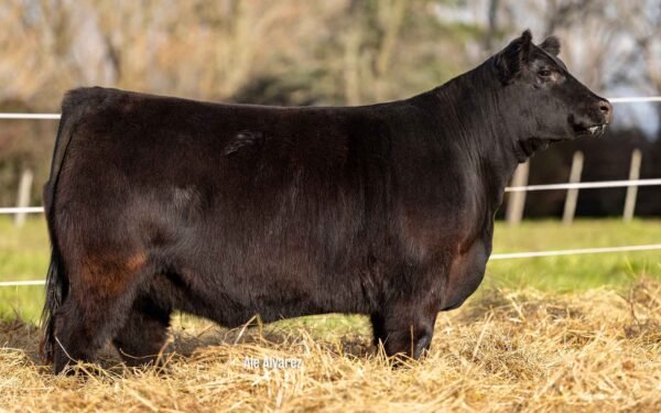 Hembras PP - Lote 06