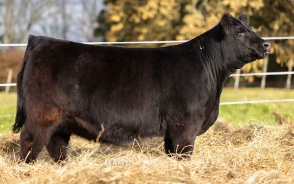 Hembras PP - Lote 05
