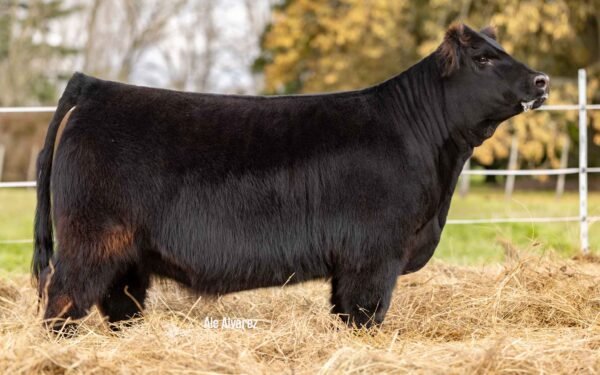 Hembras PP - Lote 04