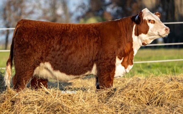 Hembras PP - Lote 02