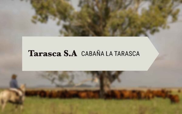 Tarasca - Lote 01