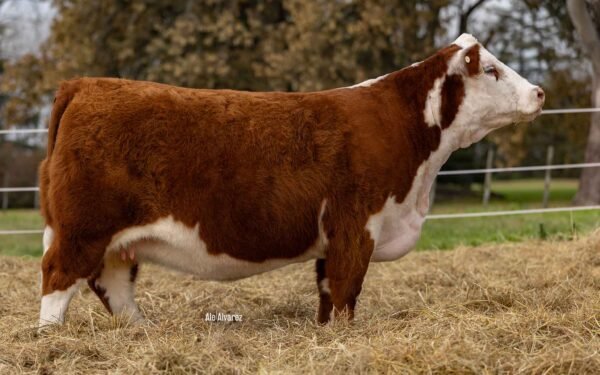 Hembras PP - Lote 07