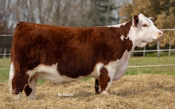 Hembras PP - Lote 11
