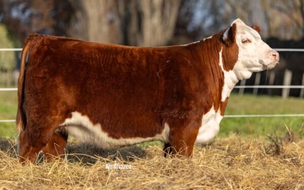 Hembras PP - Lote 01