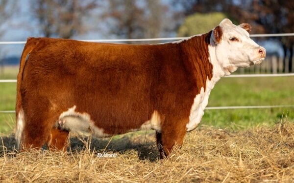 Hembras PP - Lote 03